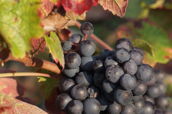 Gamay is a purple-colored grape variety used to make red wines