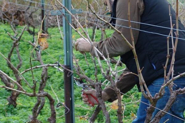 douloufakis-pruning-vines
