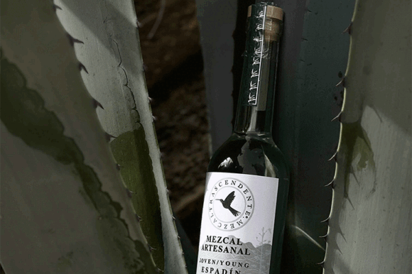 Trascendente-Spiribam-05