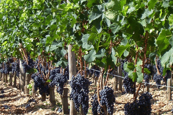 Chateau-La-Fleur-Petrus-1