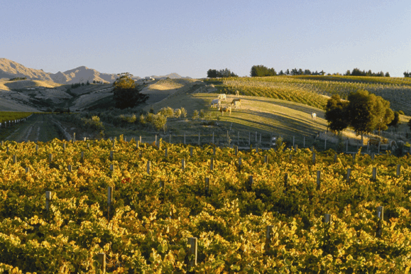 Dog-Point-Vineyard-1