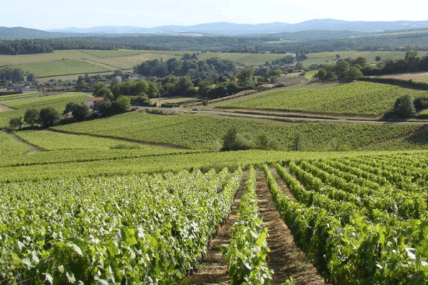 Domaine-Talmard-2