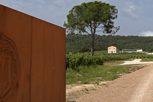 Masseto-1