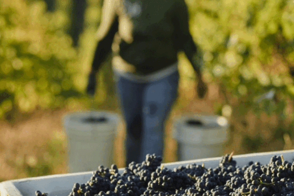Ponzi-Vineyards-2