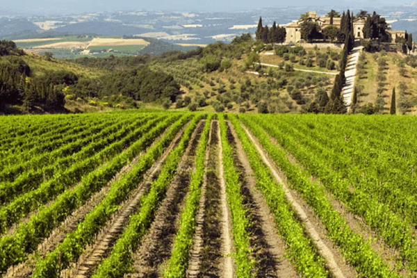 Tenuta-Castiglioni-2