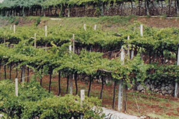 Tommasi-2